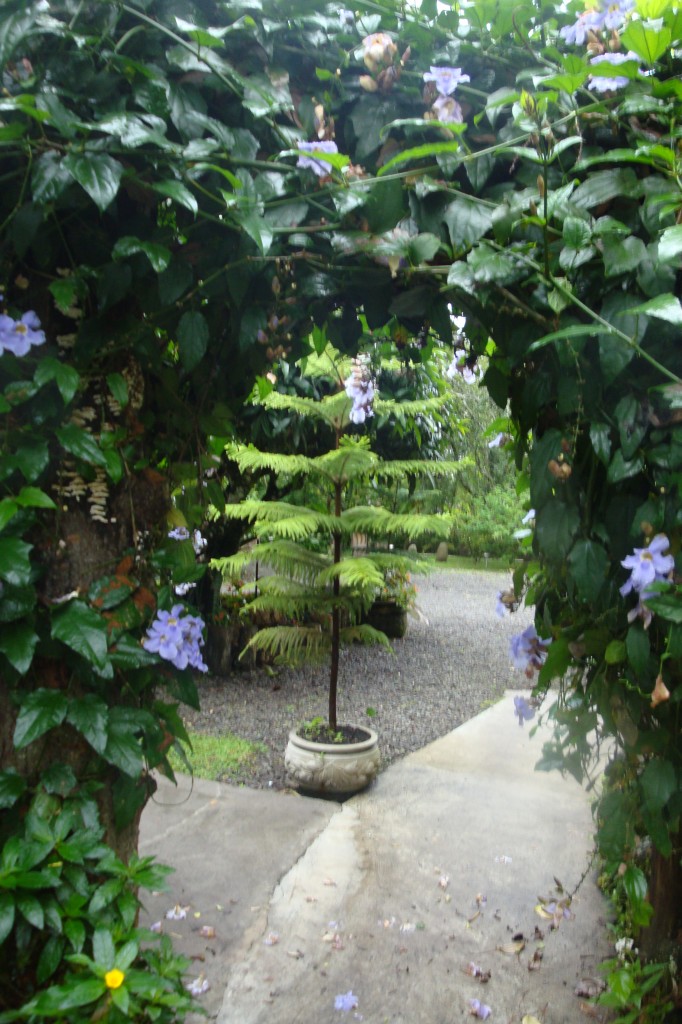 Planter with Pine Tree