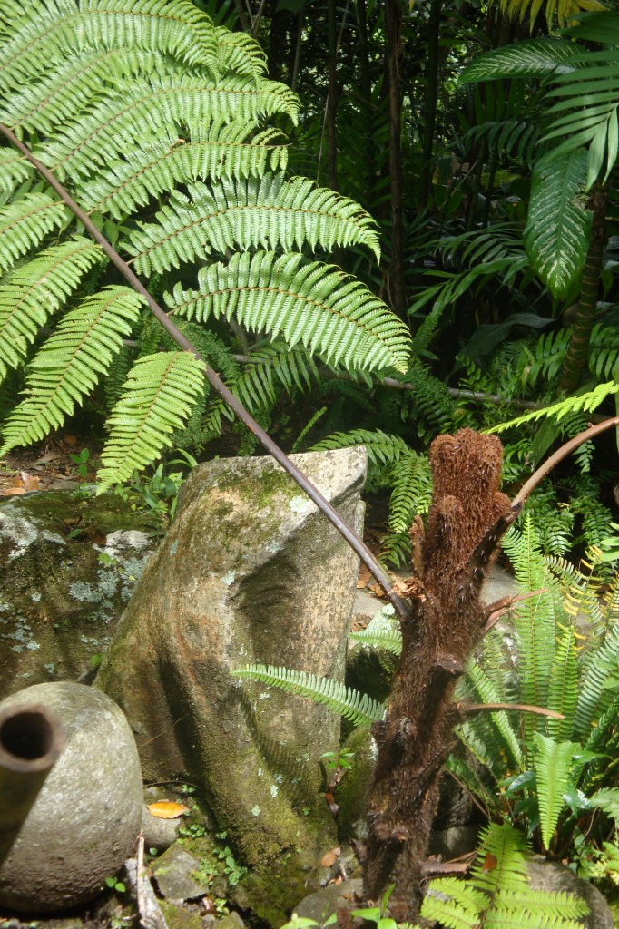 Ferns (Madagascar)