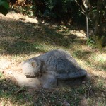 Large Stone Turtle $160
